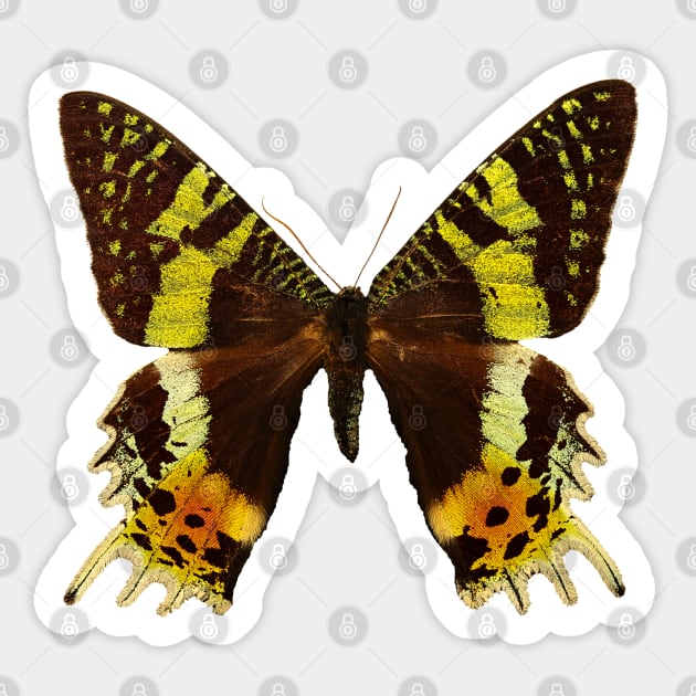 Beautiful Madagascan sunset moth Sticker by Blue Butterfly Designs 